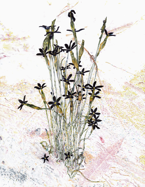 https://valeriaschneider.de:443/files/gimgs/th-1_STONE_ORCHID_new_vsde.jpg
